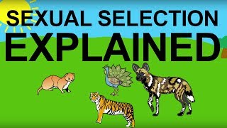 Sexual Selection Explained Evolution 101 [upl. by King]