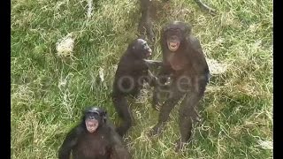 Agitated Bonobos Going Ape [upl. by Spindell886]