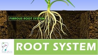 ROOT SYSTEM [upl. by Nnylasor]