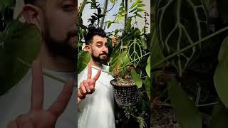 Anthurium Crystallinum review teaser trailer [upl. by Annayak]