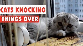 Cats Knocking Things Over  Funny Cat Compilation [upl. by Satterfield]