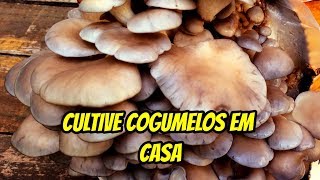 COMO CULTIVAR COGUMELOS COMESTÍVEIS EM CASA  COGUKIT [upl. by Shaina256]