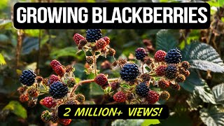 Growing Blackberries in Containers The Complete Guide [upl. by Eidnam]