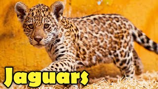 Incredible Facts About Jaguars  Jaguar Facts for Kids [upl. by Kanter]