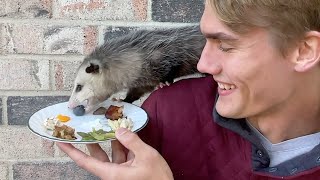 My Pet Opossum Bites Me [upl. by Dong294]