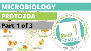 Protozoa  Microbiology  USMLE STEP 1  Part 1 of 3 [upl. by Fishbein714]