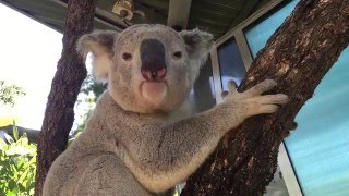 Koala mating call at Taronga [upl. by Nerag]