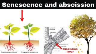 senescence and abscission in plants [upl. by Nospmas]