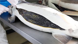 How Sturgeon Caviar Is Farmed and Processed  How it made Caviar  Sturgeon Caviar Farm [upl. by Benedikt392]