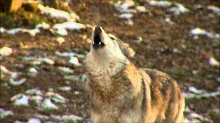 Awesome Wolf Howling Compilation [upl. by Maeve83]