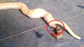 How Do Snake Poop [upl. by Idoux]