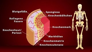 Knochen  Schulfilm Biologie [upl. by Phio]