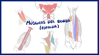 ANATOMÍA  Músculos del dorso erectores de la espina  BLASTO [upl. by Albina]