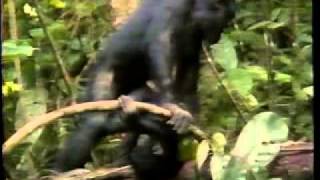 Bonobos  Doc on sexuality  1996 [upl. by Thorpe]