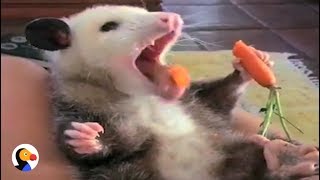 Rescue Possum Loves Her Snacks  The Dodo [upl. by Asiil256]