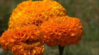 Beautiful Flowers  Tagetes Erecta  African Marigold Orange Color [upl. by Dannye]