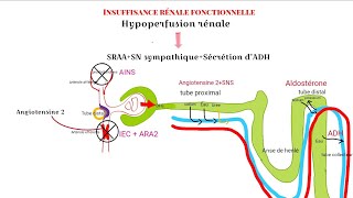 Physiopathologie de lIRA fonctionnelle [upl. by Daza]