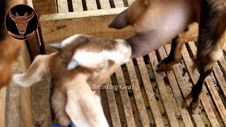 The Best Quality Moms Milk Goats Anglo Nubian Goat Type [upl. by Horn]