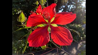 Rose Mallow  Hibiscus coccineus [upl. by Ruthi]