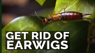 Get Rid of Earwigs With These 2 Traps [upl. by Lytsyrk24]