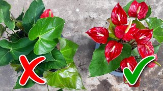 Anthurium Flowering Tips  Learn Gardening [upl. by Godwin407]