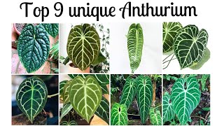 Anthurium 9 unique indoorplants with strange shapes [upl. by Aitnic]