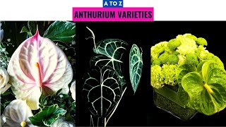 Anthurium Varieties A to Z [upl. by Wonacott]