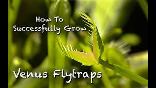 How To Successfully Grow Venus Flytraps [upl. by Nara375]