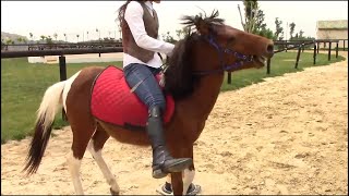 Equestrian training [upl. by Carlota182]