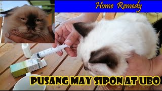 Homemade na gamot sa sipon ubo at pagmumuta ng pusa 2 days lang magaling na agad [upl. by Anigal340]