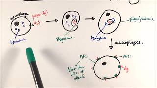 AS Biology  Phagocytosis OCR A Chapter 125 [upl. by Orofselet724]