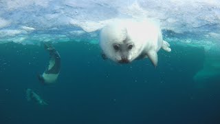 First swimming of baby Harp Seal [upl. by Eiznek893]