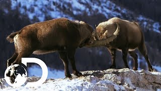 Male Alpine Ibex Goats Go Head To Head  Wildest Europe [upl. by Nolyarg215]