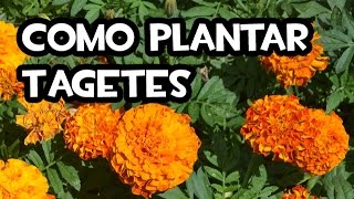 Como plantar Tagetes  Huerto Ecologico [upl. by Ayt]