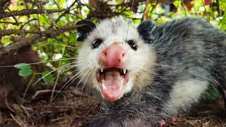 Top 7 Amazing Opossum Facts [upl. by Rasec135]