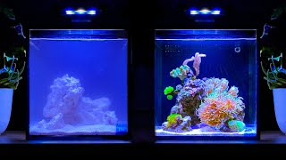 A Year Ago I Set Up a Nano Reef Tank and This Happened [upl. by Ancier]