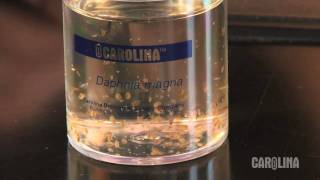 How to Care for Daphnia [upl. by Revlis]