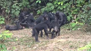 Bonobos Being Bonobos [upl. by Petit953]