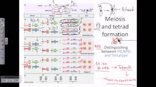 Tetrad analysis introduction [upl. by Aneleve]