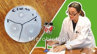 Microbiology  GCSE Science Required Practical Triple [upl. by Hurlow]