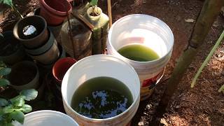 How to grow Green Water Algae [upl. by Monika]