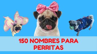 150 NOMBRES CORTOS PARA PERRITAS  MEJORES NOMBRES PARA PERRAS [upl. by Wilma]