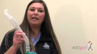 VETgirl Veterinary Ce Veterinary Anesthesia Review Part 2 [upl. by Assirahc]