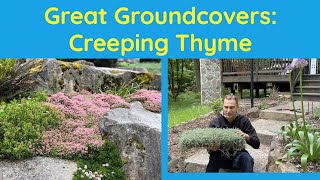 Great Groundcovers Creeping Thyme Thymus serpyllum [upl. by Ycul]