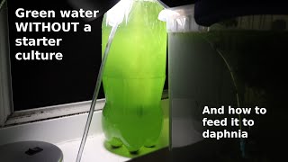 Green Water WITHOUT a Starter Culture  From Scratch  How To [upl. by Eriam134]