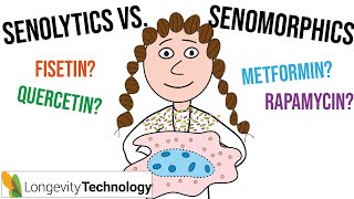 My ultimate guide to senotherapeutics senolytics vs senomorphics [upl. by Melisent]