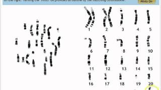 Make a Karyotype [upl. by Terhune]