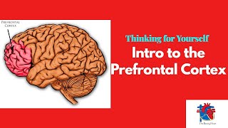 Intro to the Prefrontal Cortex [upl. by Aicatsana]