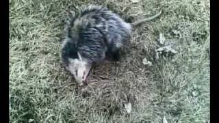 opossum playing dead 3 [upl. by Pogah]