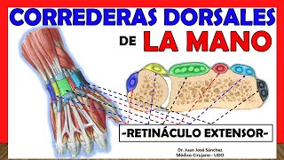 🥇 CORREDERAS DORSALES DE LA MANO Retináculo Extensor Compartimientos [upl. by Hussar]